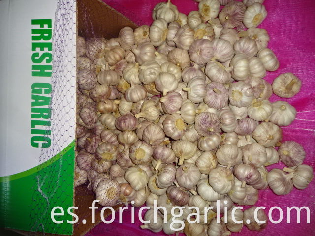 Best Quality Normal White Garlic